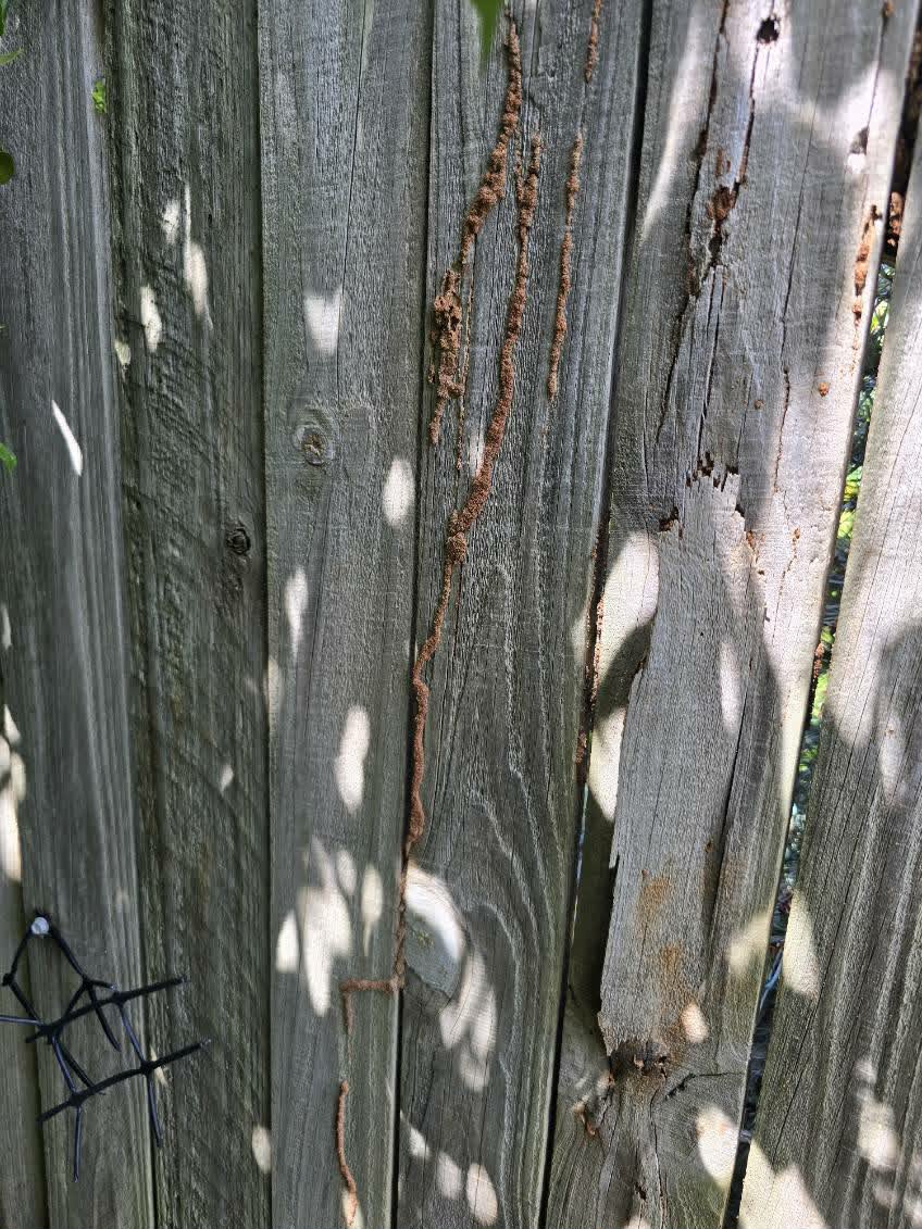Termite mud tubes on a timber fence