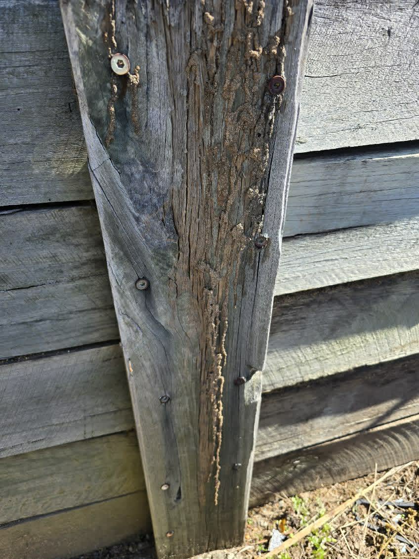 Termite shelter tube on a wooden post