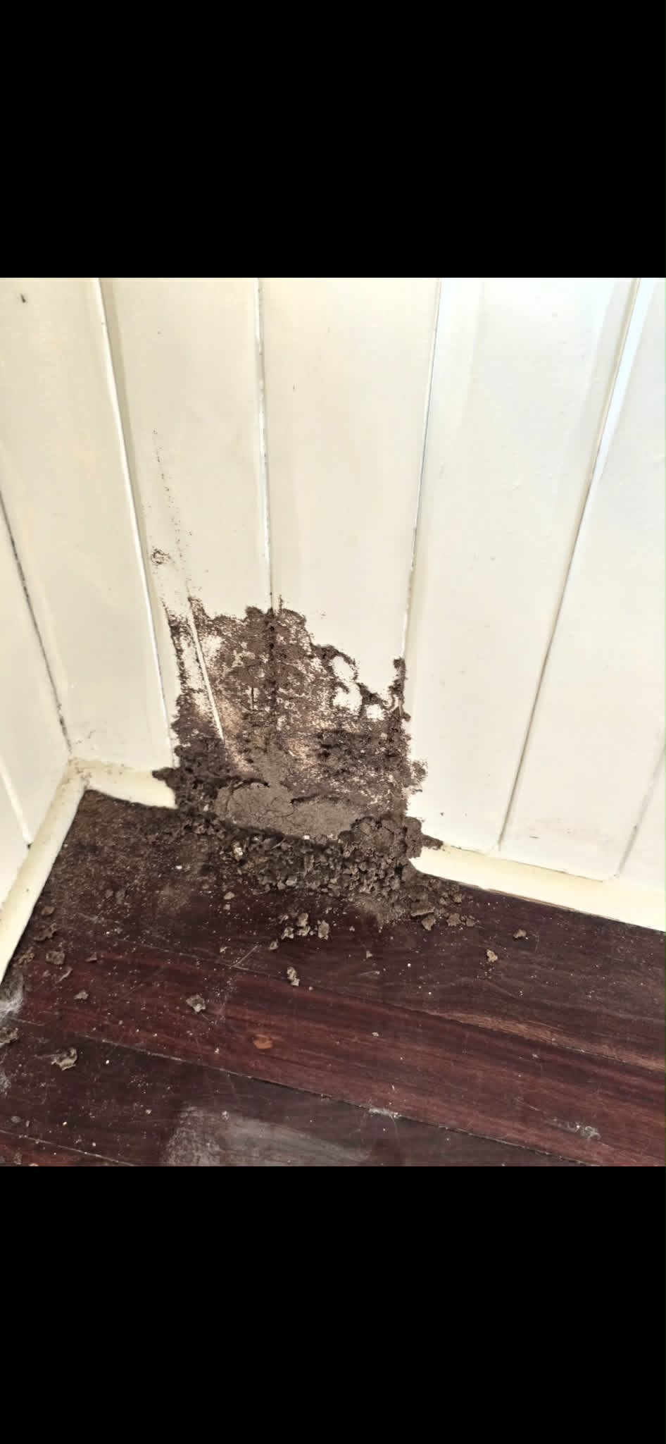Termite mud tubes on a wall and floor junction