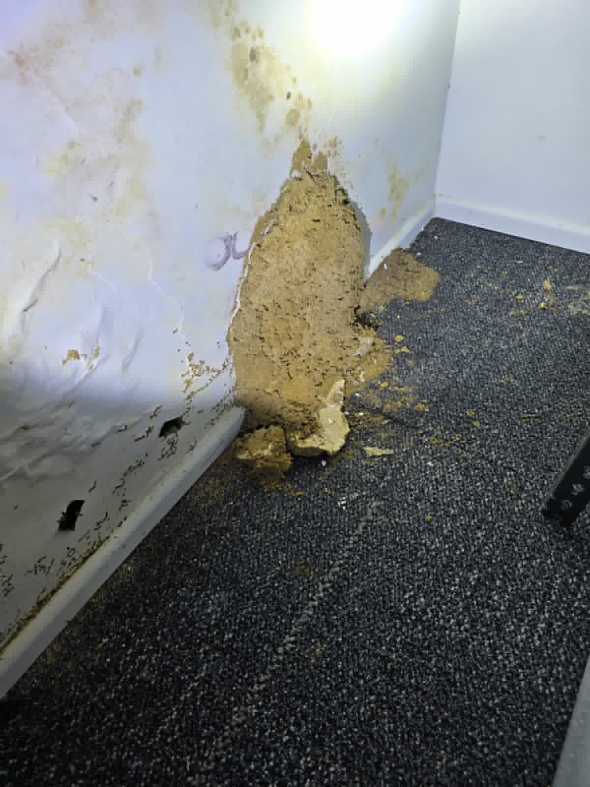 Severe termite mud nest damage on an interior wall and carpet